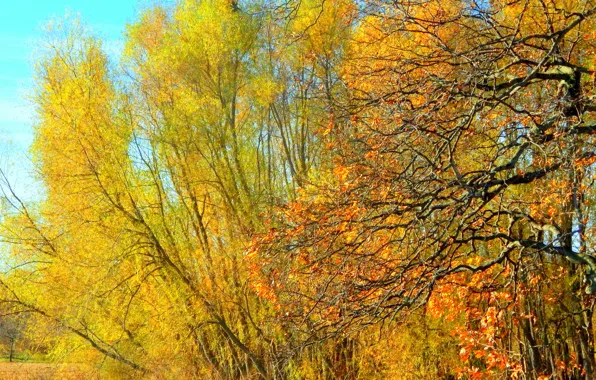 Картинка жёлтые, yellow, ветви, деревья, leaves, fall, autumn, листья