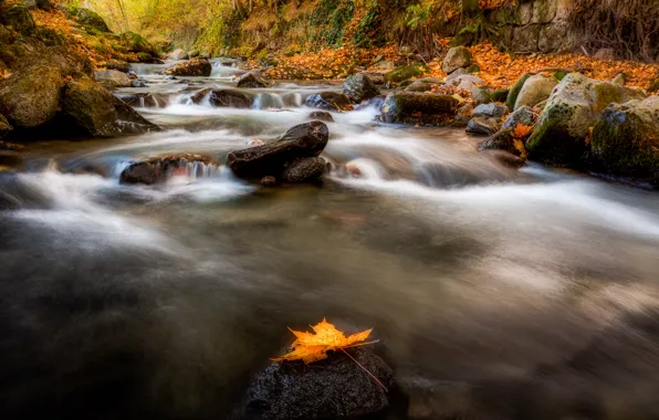 Осень, камни, водоем, осенний листок
