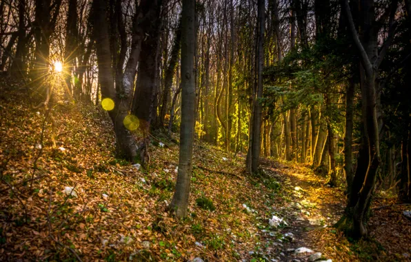 Картинка осень, лес, солнце, лучи, деревья, блики, тропинка