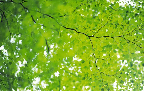 Картинка лето, лист, зеленые, листочки