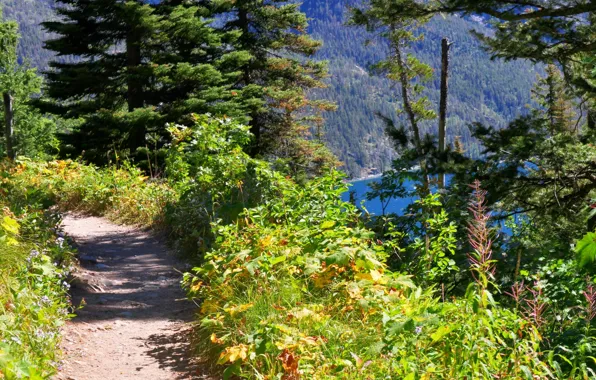 Лес, природа, тропа, горное озеро, Path overlooking Bertha Lake in Waterton Lakes National Park