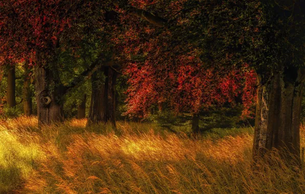 Картинка осень, лес, трава, деревья, природа, поляна, Голландия, Jan-Herman Visser