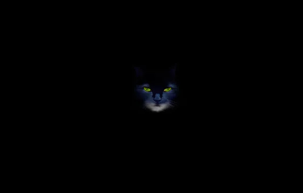 Кошка, кот, чёрный фон, зелёные глаза