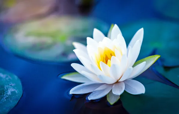 Картинка nature, lotus, lily, natural, lotus flower