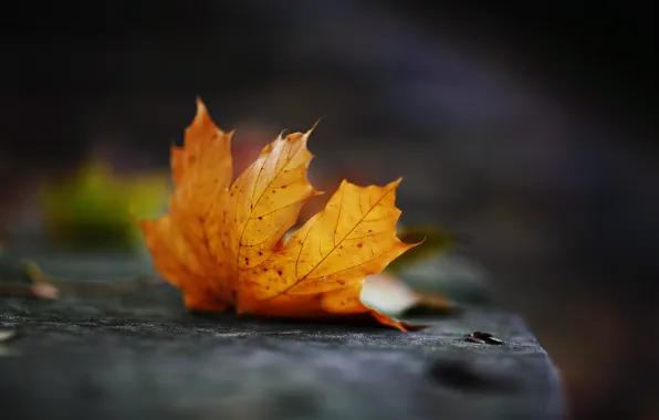 Осень, лист, Октябрь