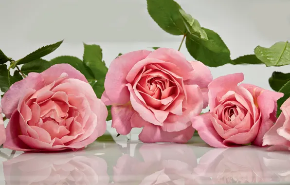 Картинка отражение, розовый, розы