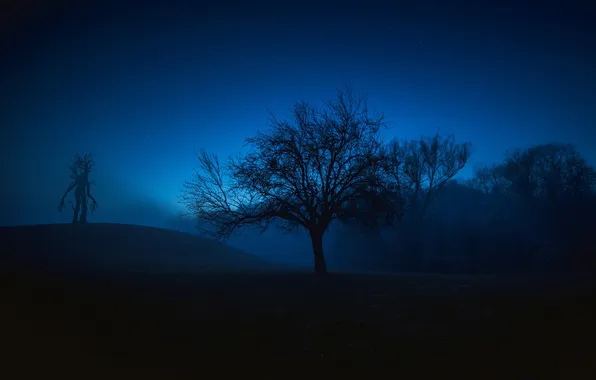 Картинка небо, деревья, ночь