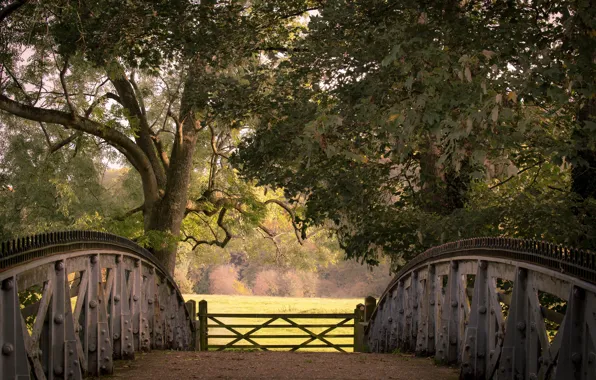 Осень, деревья, мост, Англия, ворота, England, Беркшир, Berkshire