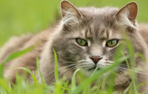 Картинка трава, кот, взгляд, мордочка, котэ
