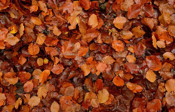 Картинка осень, листья, макро, много