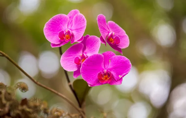 Макро, лепестки, орхидея