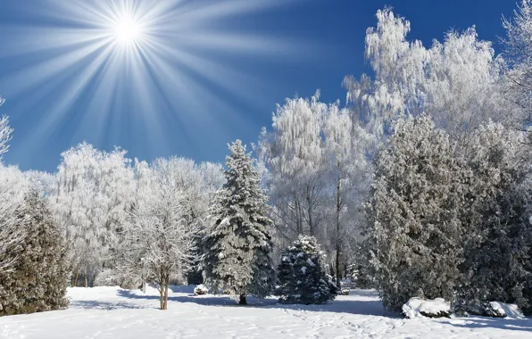 Картинка зима, солнце, лучи, снег, деревья, парк