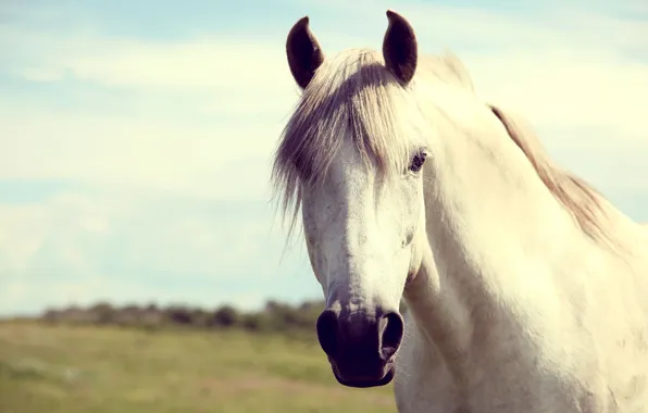 Картинка белый, конь, лошадь