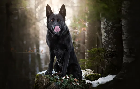 Картинка лес, снег, собака, чёрная