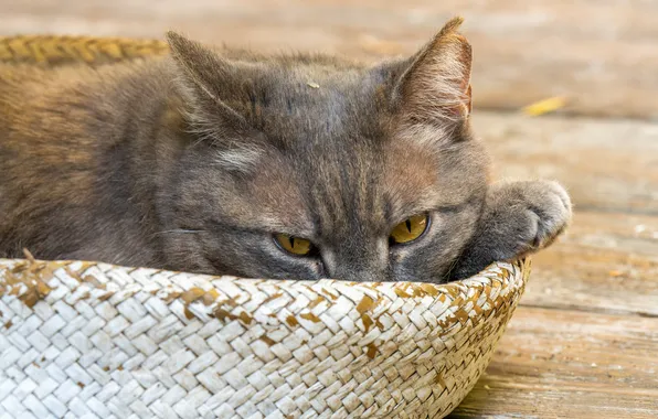 Кошка, кот, взгляд, поза, серый, доски, лежит, мордашка