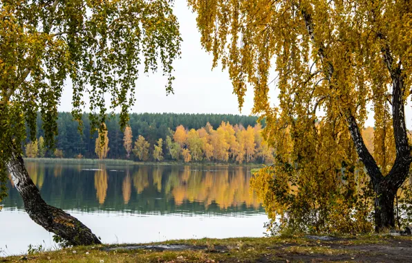 Осень, деревья, природа, река, фото