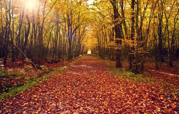 Дорога, осень, лес, листья, деревья, пейзаж, природа, дерево