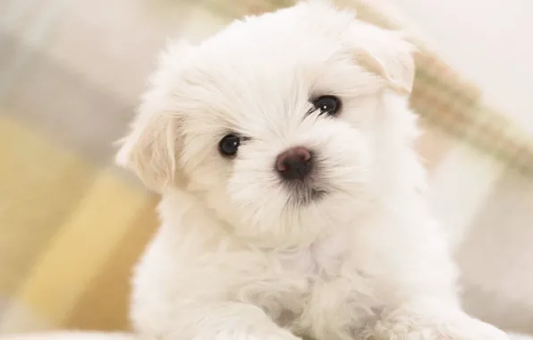 Щенок, white, puppy, песик, cute, fluffy