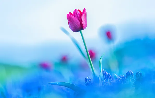 Картинка цветок, небо, цветы, розовый, тюльпан, размытие, весна, бутон