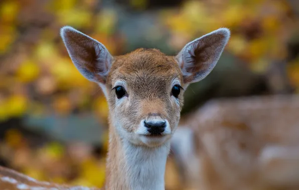 Лес, природа, Bambi face