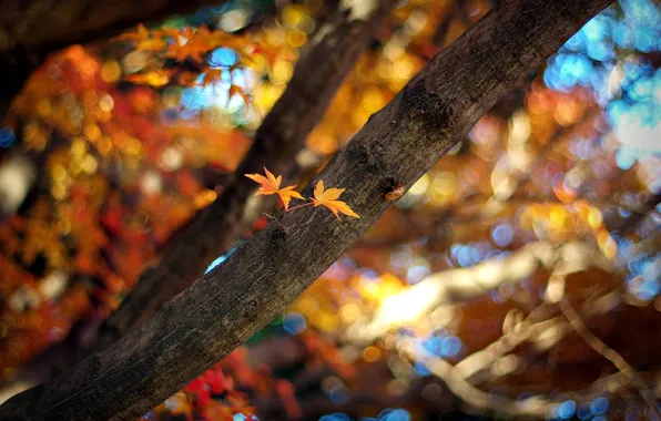 Картинка осень, листья, цвета, солнце, лучи, свет, ветки, природа