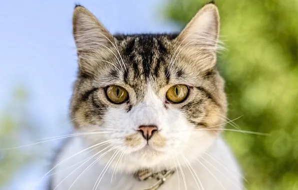 Картинка кот, взгляд, морда, макро, уши, зеленые глаза, зживотное