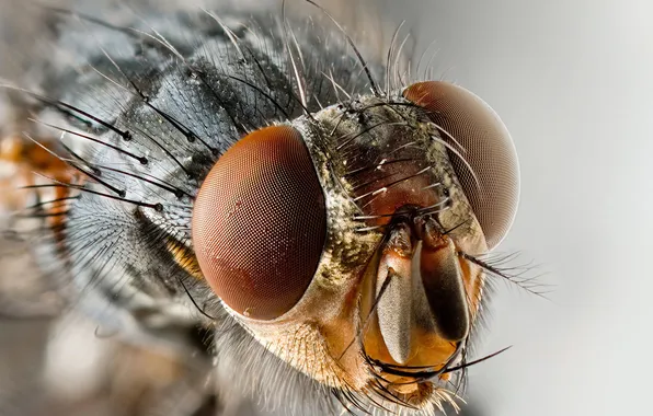 Картинка муха, насикомое, макро снимок