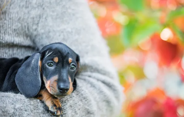 Взгляд, друг, собака