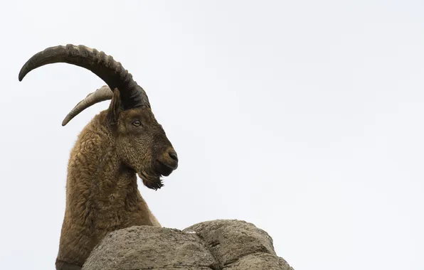 Картинка рога, профиль, горный козёл, западнокавказский тур
