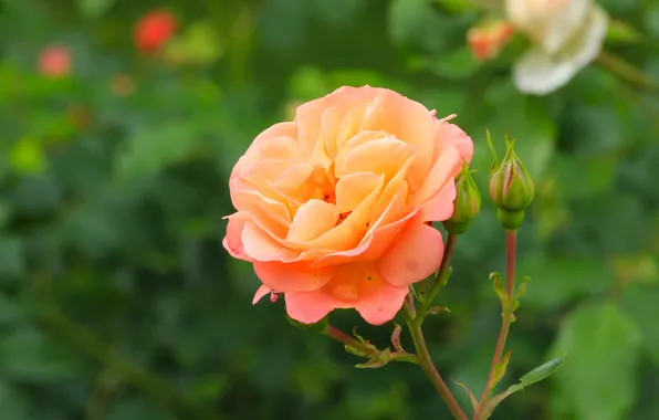 Rose, flower, garden