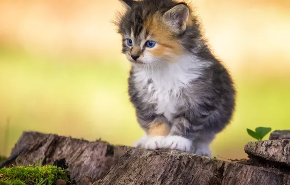 Кошка, взгляд, поза, котенок, пень, мордашка