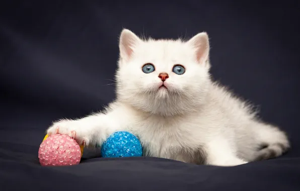 Кошка, взгляд, поза, котенок, мордашка