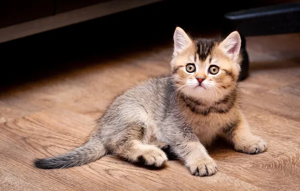 Кошка, взгляд, поза, котенок, серый, лапки, малыш, паркет