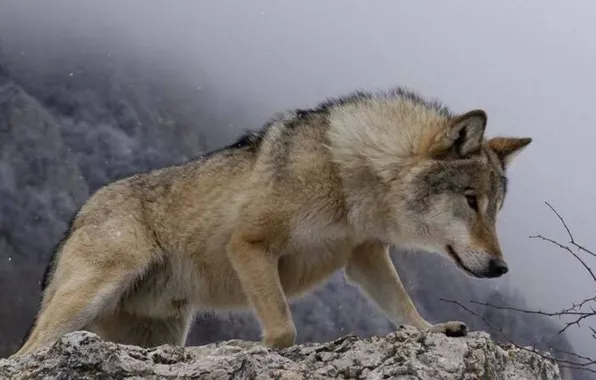 Картинка nature, predator, animal, wolf, wildlife, portrait., Canis lupus. face • wolf • portrait • predator
