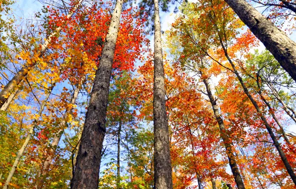 Осень, листья, деревья, Канада, Онтарио, багрянец