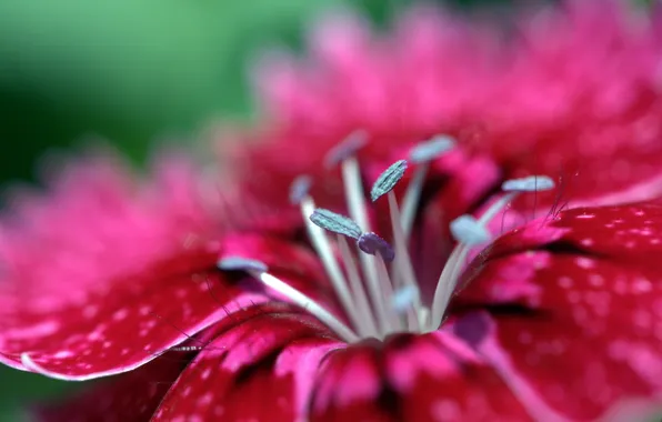 Pink, Red, Flower, Grey, Colors