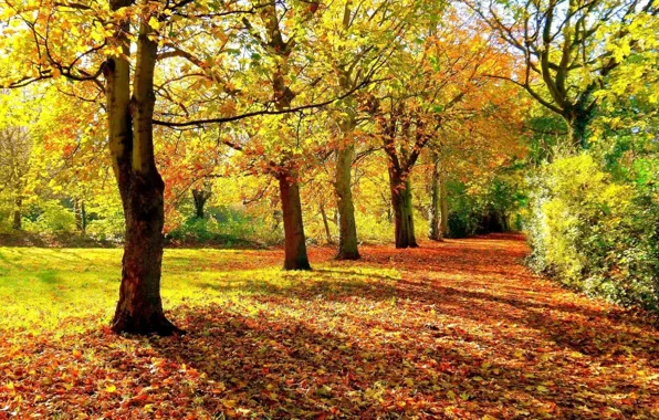 Forest, autumn, foliage