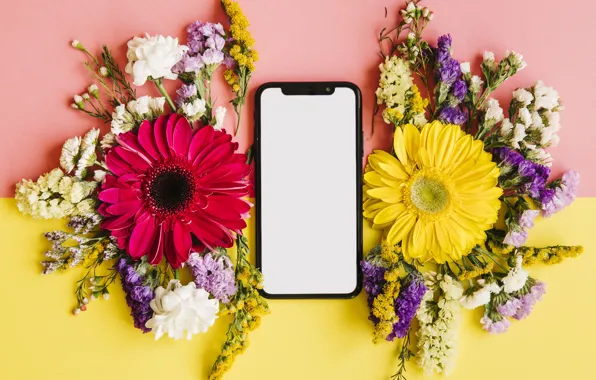 Цветы, весна, colorful, хризантемы, flowers, смартфон, spring, bright