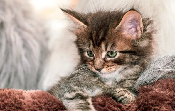 Кошка, котенок, мех, мордашка, полосатый, мейн-кун