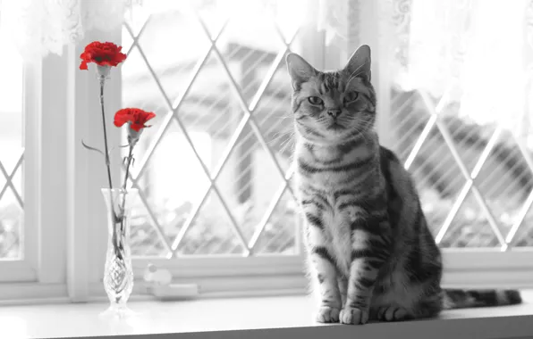 Картинка кошка, взгляд, цветы, окно
