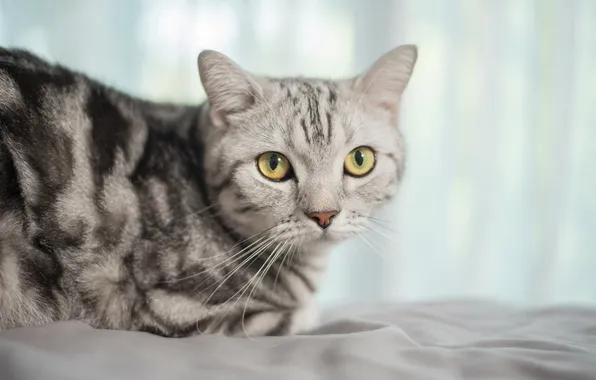 Кошка, кот, взгляд, поза, серый, портрет, мордашка, полосатый