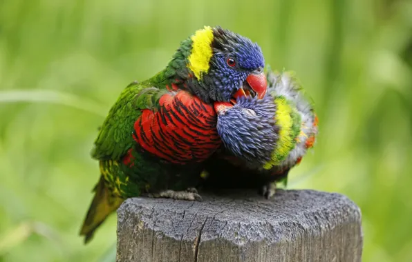 Картинка любовь, птицы, попугаи, парочка, Многоцветный лорикет
