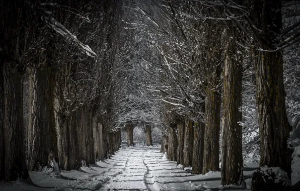 Картинка зима, снег, деревья