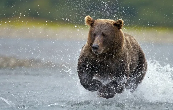 ВОДА, КАПЛИ, БРЫЗГИ, МЕДВЕДЬ, ОХОТА, БЕГ