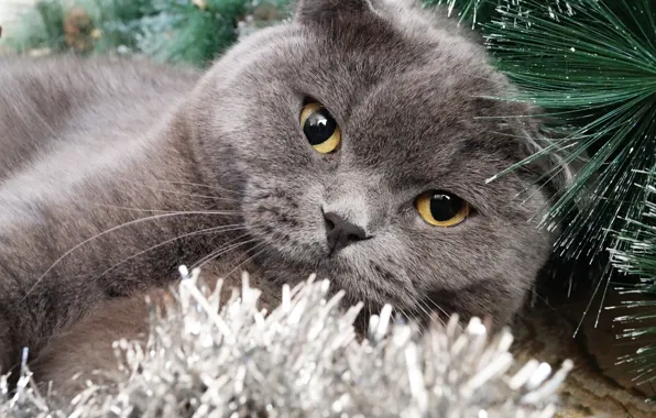 Кошка, кот, серый, вислоухий, скотиш фолд