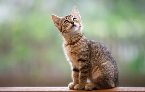 Картинка взгляд, доски, котёнок, сидит