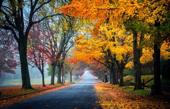 Дорога, осень, лес, листья, деревья, природа, парк, colors