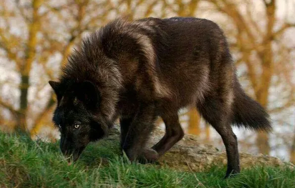 Nature, face, animal, wolf, wildlife, head, fur, mammal