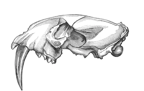 Skull, drawing, teeth