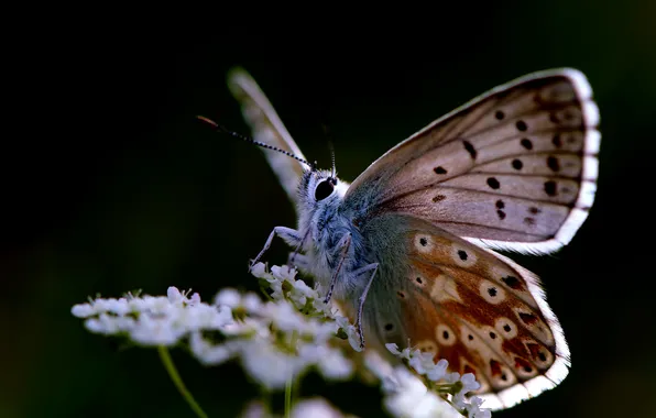 50 fascinantes fotografias de borboletas coloridas - MDig Colorful butterflies, 